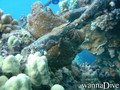 scuba diving photo