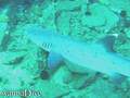 scuba diving photo
