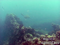 scuba diving photo