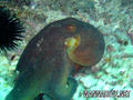 scuba diving photo