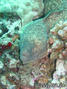 scuba diving photo