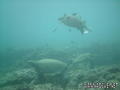scuba diving photo