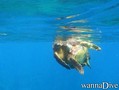 scuba diving photo