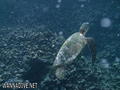 scuba diving photo