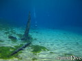 scuba diving photo