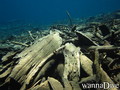 scuba diving photo