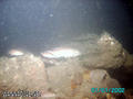 foto de buceo