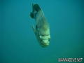 foto de buceo