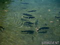 foto de buceo