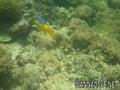 scuba diving photo