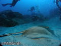 scuba diving photo