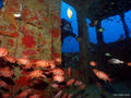 foto de buceo