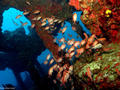 scuba diving photo