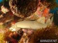 scuba diving photo