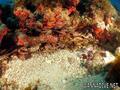 scuba diving photo