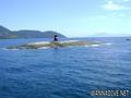 scuba diving photo