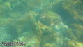 scuba diving photo