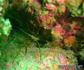 scuba diving photo