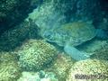 scuba diving photo