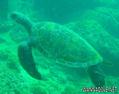 scuba diving photo
