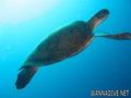 scuba diving photo