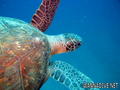 scuba diving photo