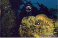 scuba diving photo