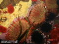 scuba diving photo