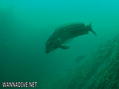 scuba diving photo