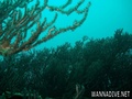 scuba diving photo