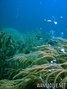 scuba diving photo