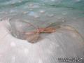 foto de buceo