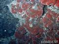 foto de buceo
