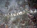 foto de buceo