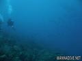 scuba diving photo