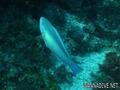 scuba diving photo