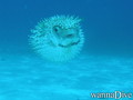 scuba diving photo