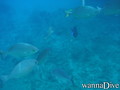 scuba diving photo