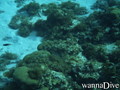scuba diving photo