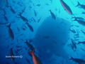 scuba diving photo