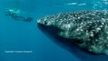 scuba diving photo
