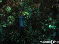 scuba diving photo