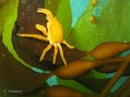 scuba diving photo