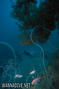 scuba diving photo