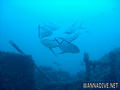 scuba diving photo
