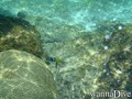 scuba diving photo