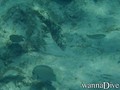scuba diving photo