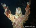 scuba diving photo