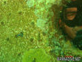 scuba diving photo