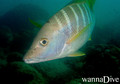 scuba diving photo